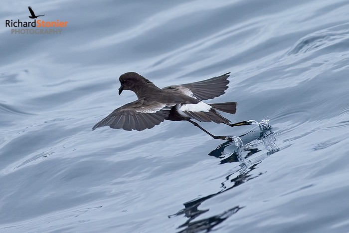 Wilson's Petrel