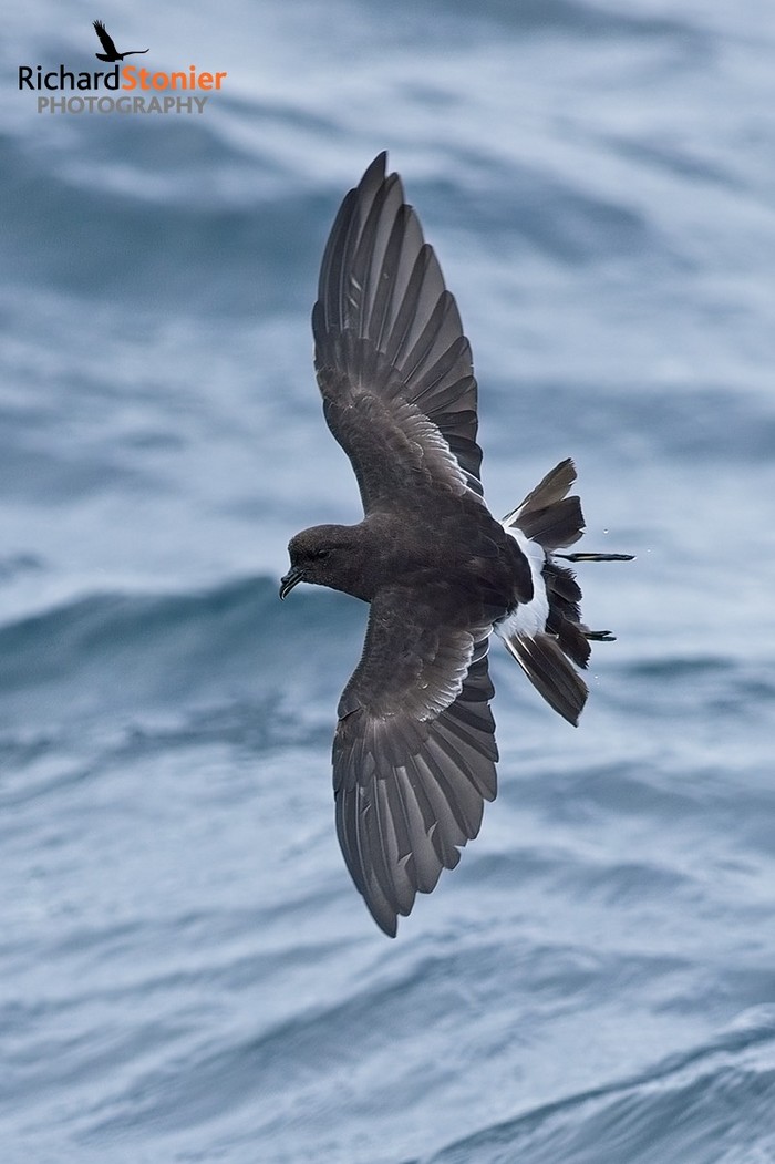 Wilson's Petrel