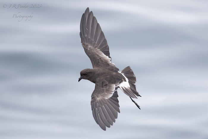 Wilson's Petrel