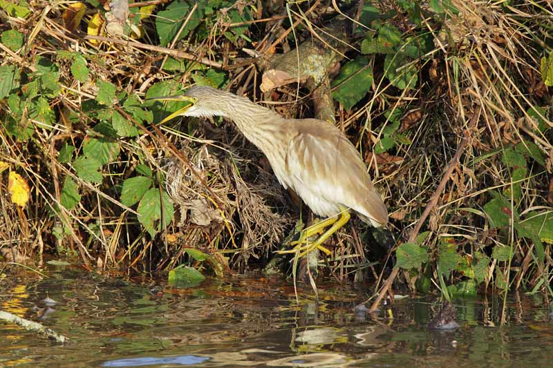 Squacco Heron