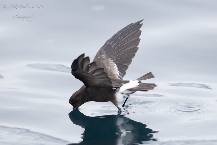Wilson's Petrel