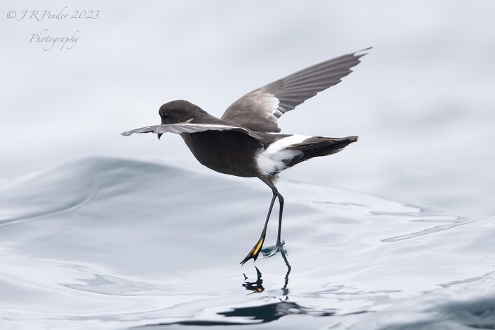 Wilson's Petrel