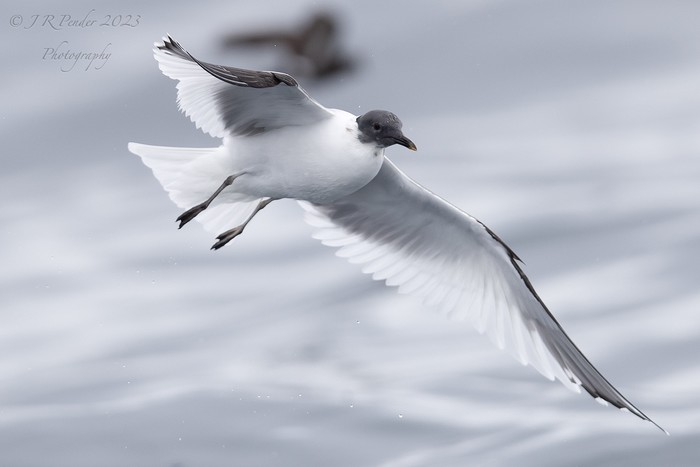 Sabine's Gull