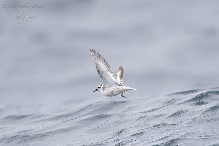 Grey Phalarope
