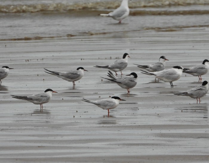 Roseate Tern