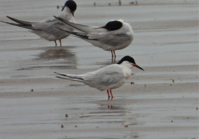 Roseate Tern