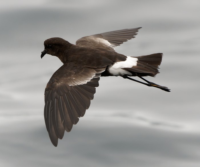 Wilson's Petrel