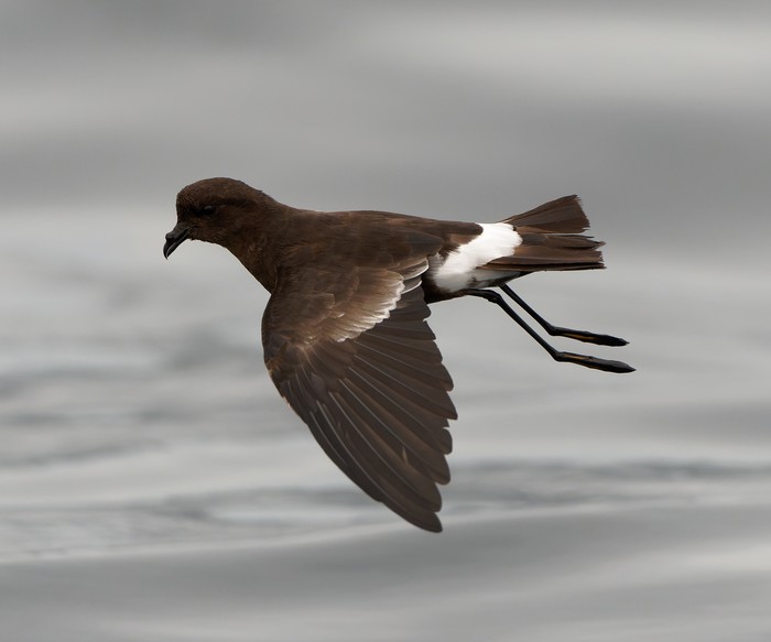 Wilson's Petrel