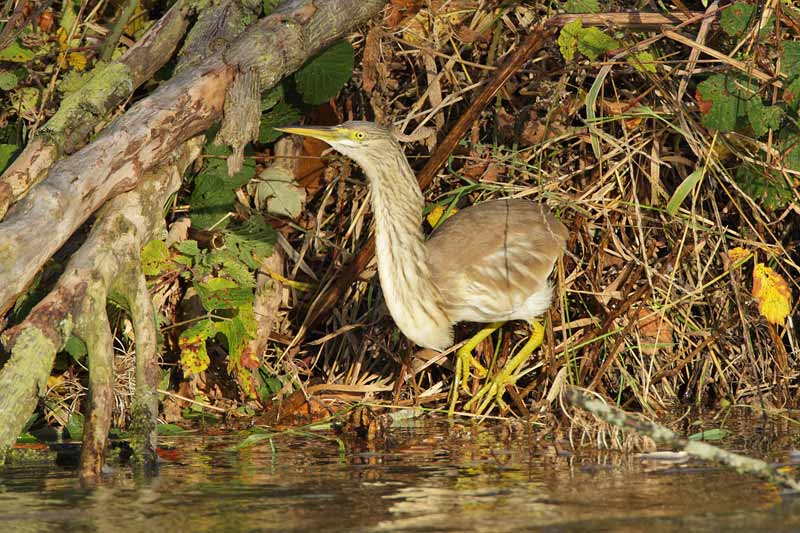Squacco Heron