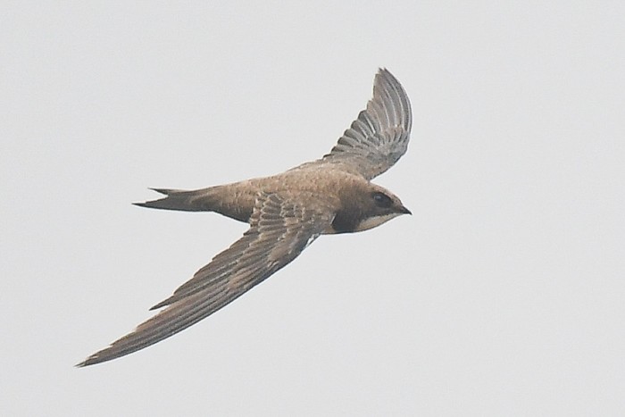 Alpine Swift 