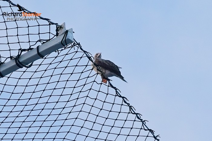 Red-footed Booby