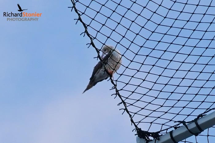 Red-footed Booby