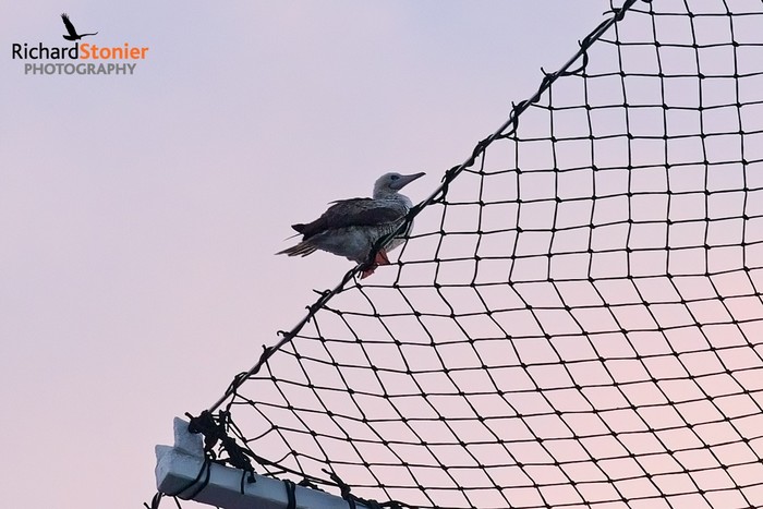 Red-footed Booby