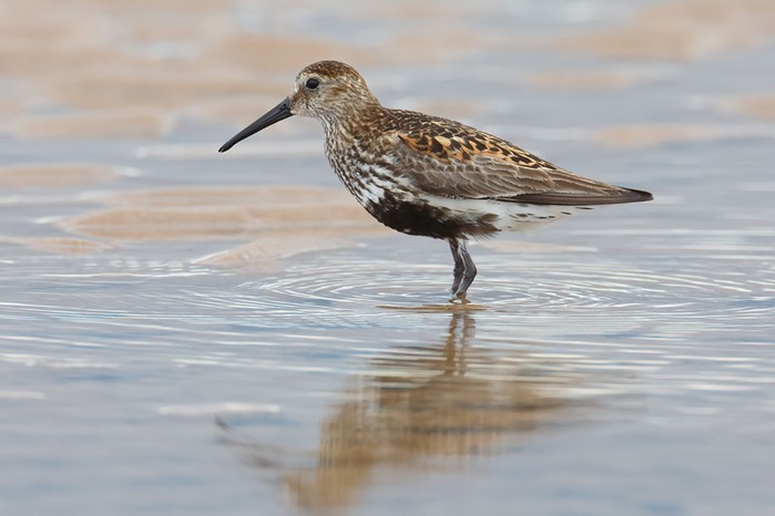 Dunlin