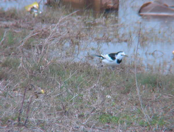 Amur Wagtail