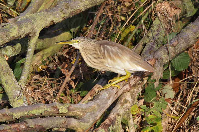 Squacco Heron