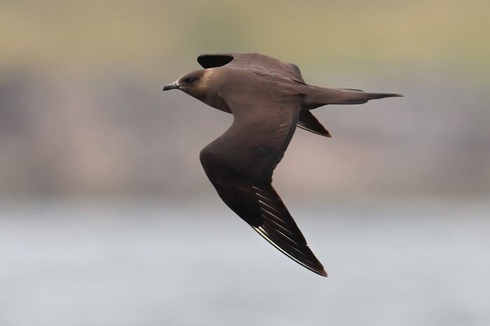 Arctic Skua