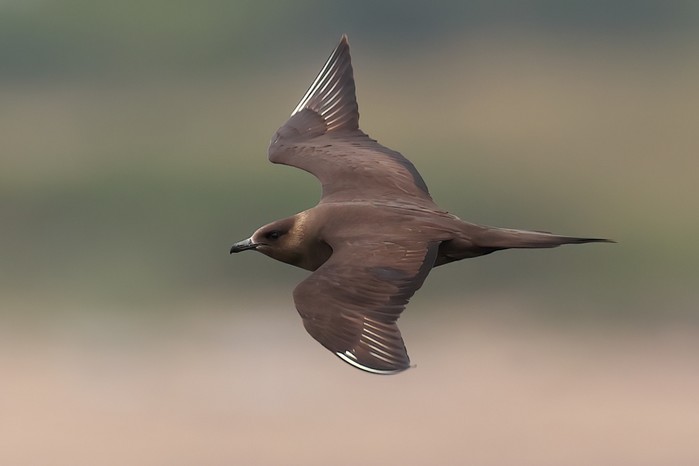 Arctic Skua