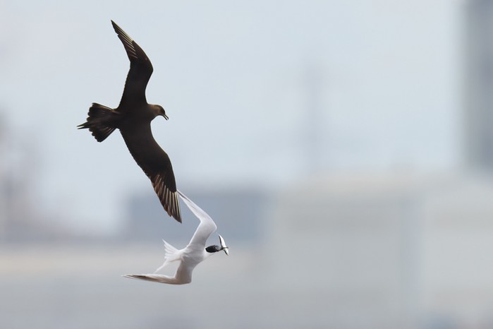 Arctic Skua