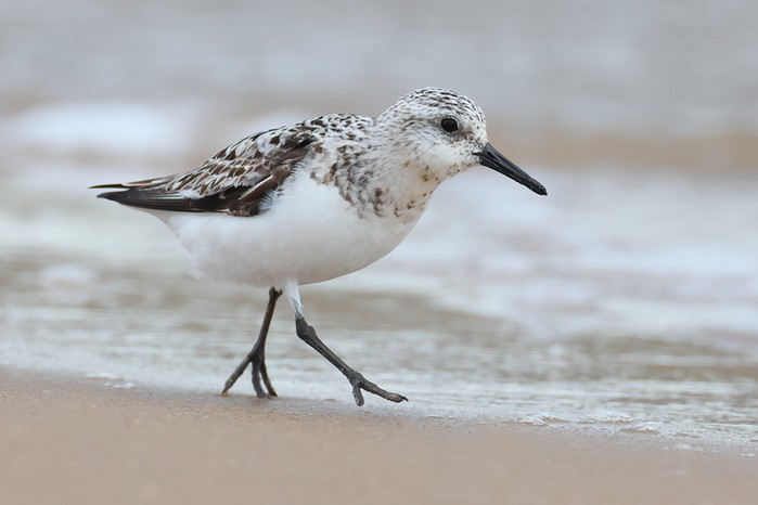 Sanderling