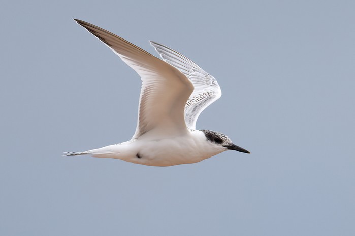 Sandwich Tern