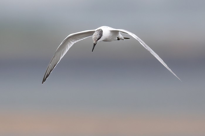 Sandwich Tern