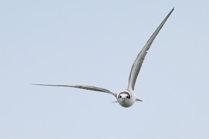 Black Tern