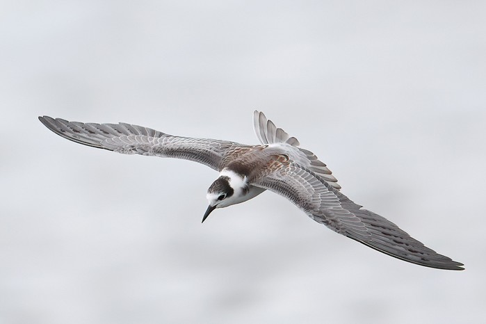 Black Tern