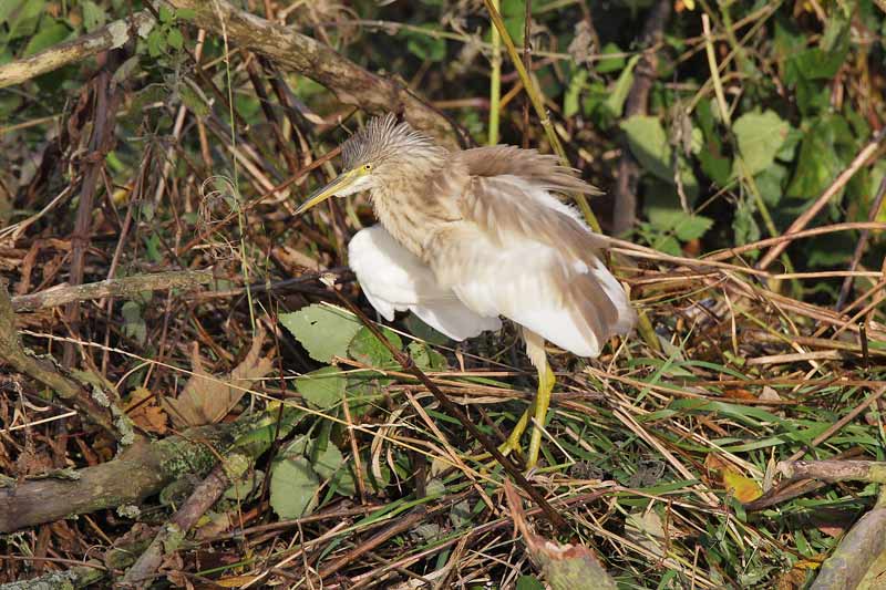 Squacco Heron