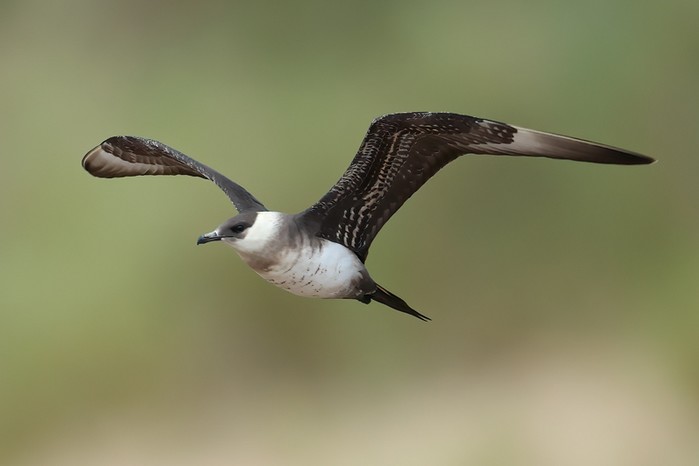 Arctic Skua