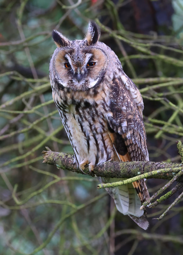 Long-eared Owl