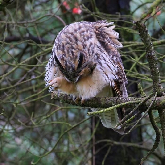 Long-eared Owl