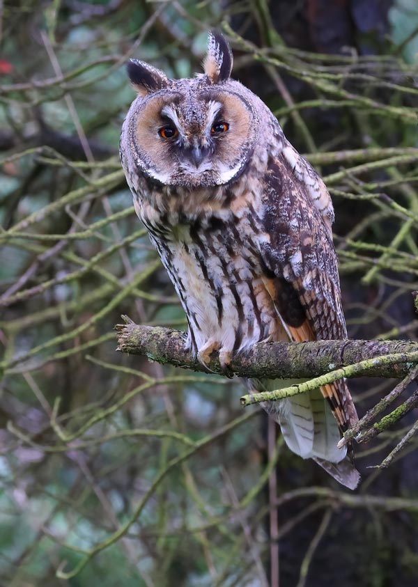 Long-eared Owl