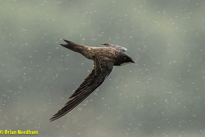Alpine Swift