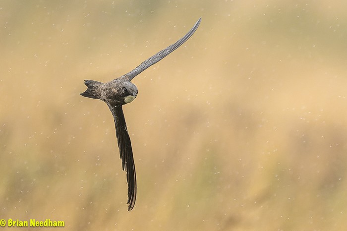 Alpine Swift