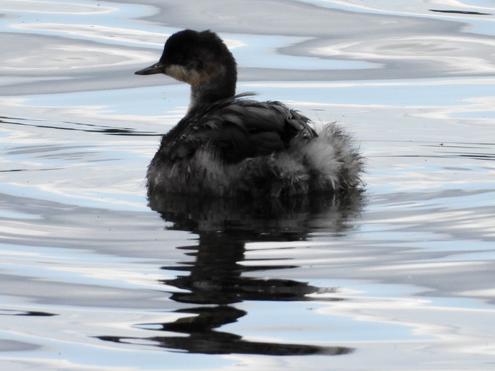 Black-necked Grebe