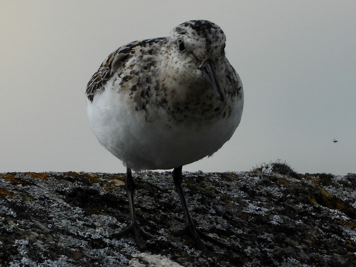 Sanderling
