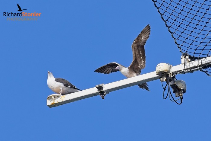 Red-footed Booby