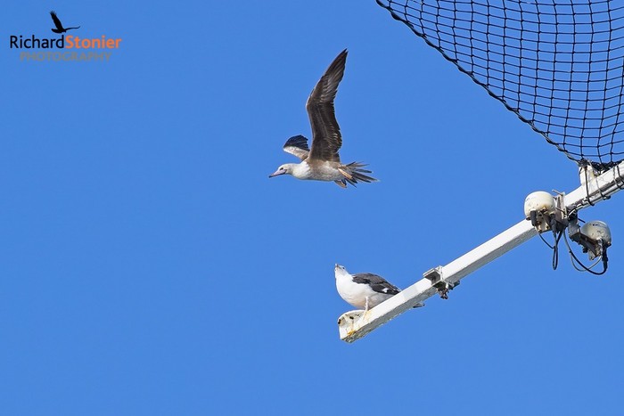 Red-footed Booby