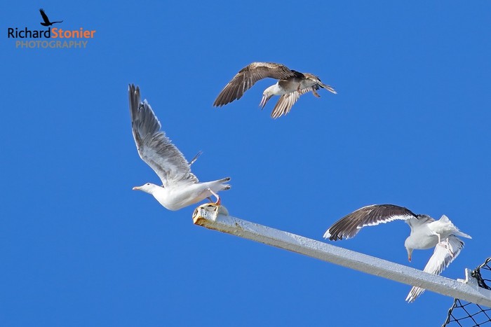 Red-footed Booby