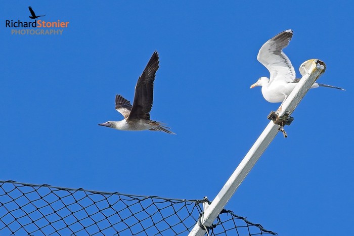 Red-footed Booby