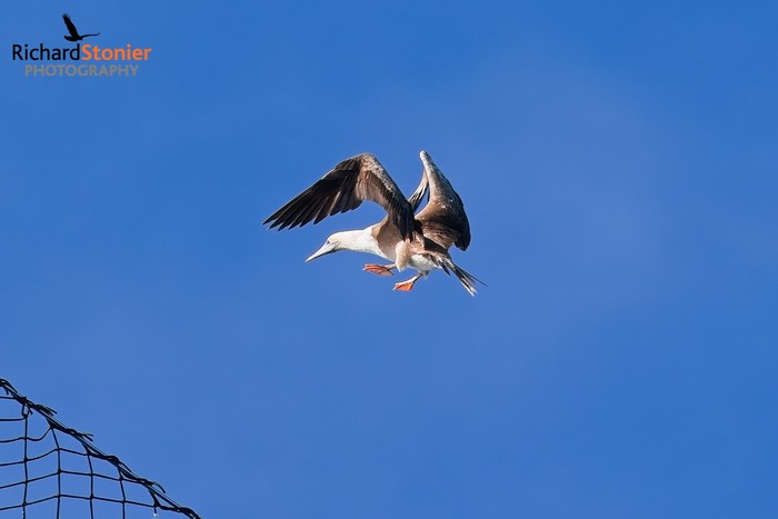 Red-footed Booby