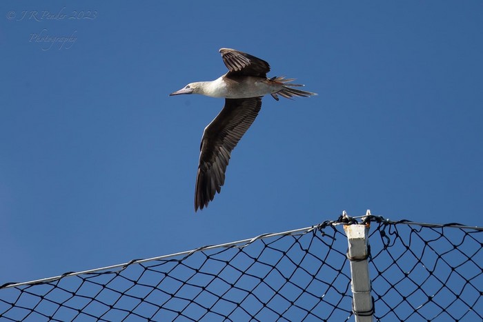 Red-footed Booby