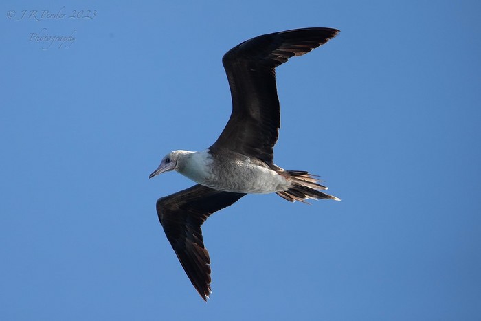 Red-footed Booby