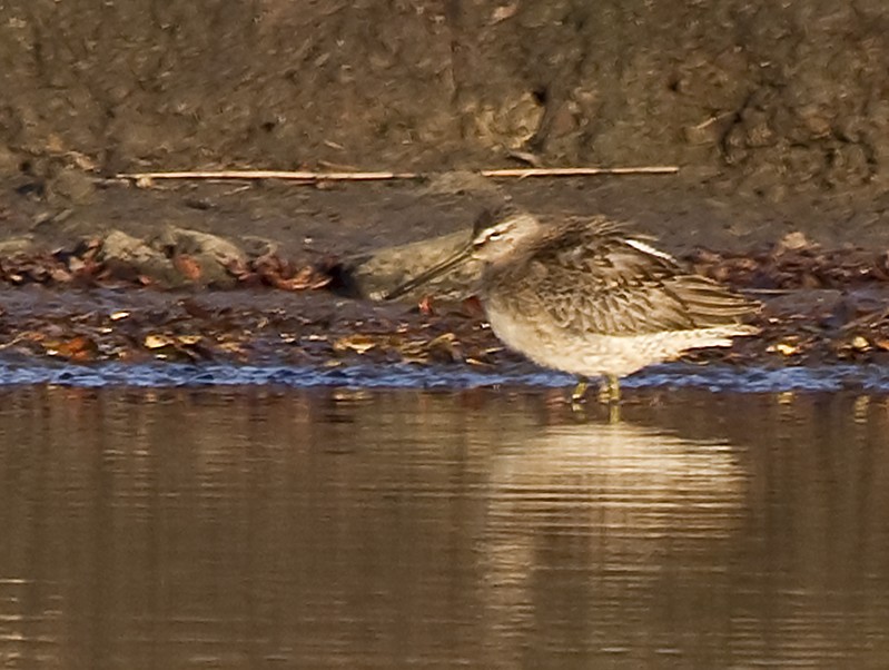 Long-billed Dowitcher