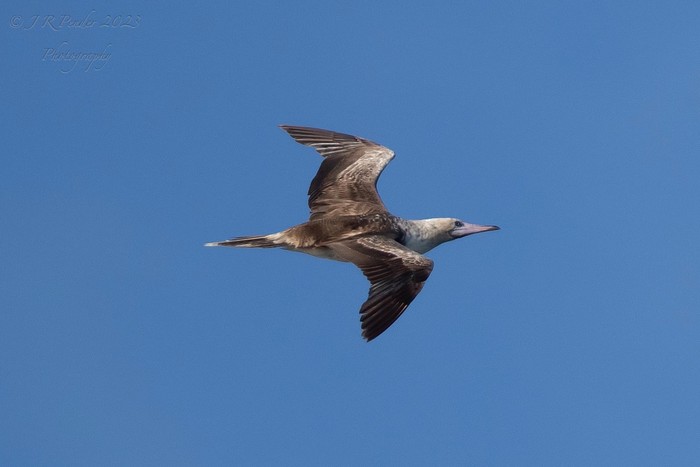 Red-footed Booby