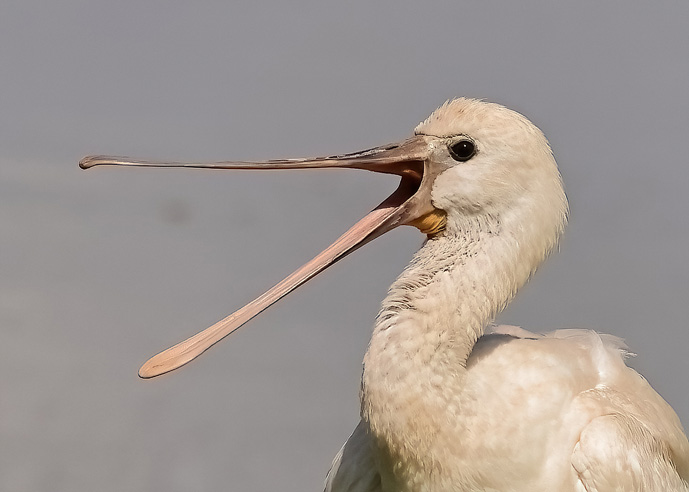 Spoonbill