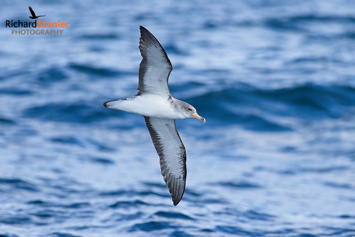 Cory's Shearwater