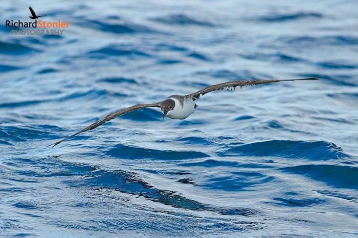 Great Shearwater