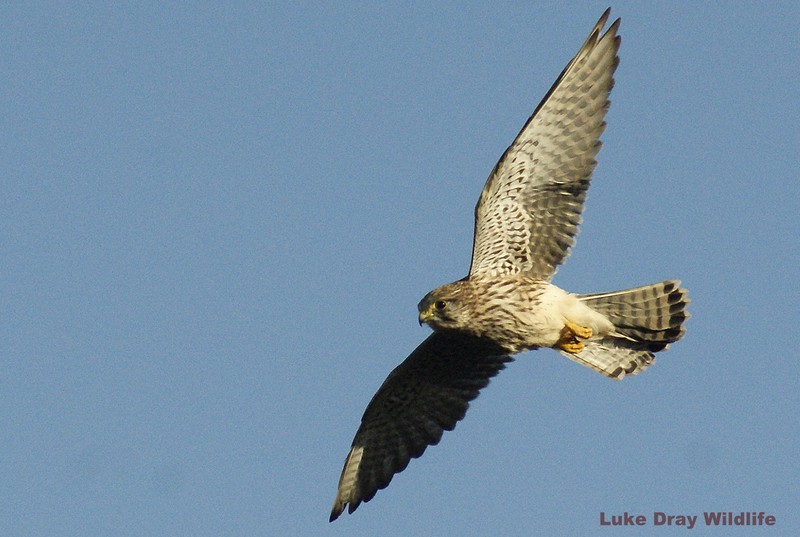 Kestrel
